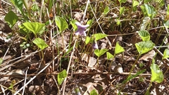 Viola epipsiloides
