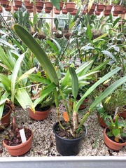 Cattleya purpurata