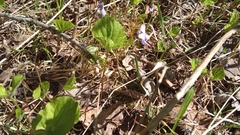 Viola epipsiloides
