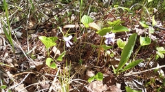 Viola epipsiloides