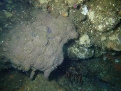 Eudistoma psammion