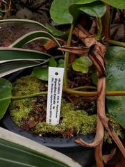 Nepenthes truncata