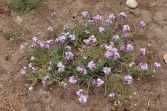 Matthiola tricuspidata
