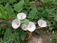 Convolvulus arvensis