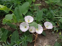 Convolvulus arvensis