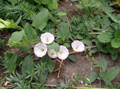 Convolvulus arvensis
