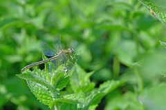 Gomphus pulchellus