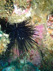 Centrostephanus coronatus