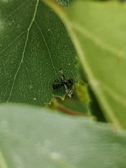 Rivellia syngenesiae