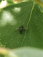 Rivellia syngenesiae