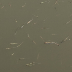 Leucaspius delineatus