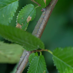 Dicranura ulmi