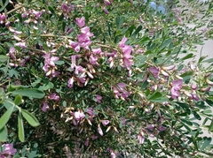 Halimodendron halodendron