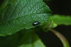 Phratora vulgatissima