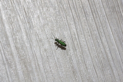 Chrysanthia viridissima