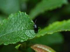 Phratora vulgatissima