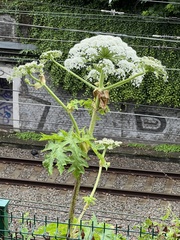 Heracleum mantegazzianum