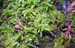 Scleropodium touretii