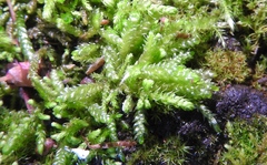 Scleropodium touretii