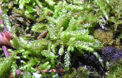 Scleropodium touretii