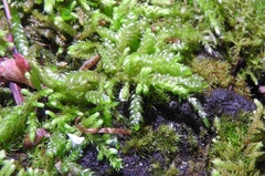Scleropodium touretii