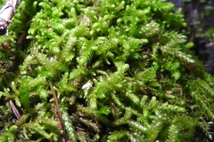 Scleropodium touretii