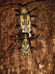 Batocera lineolata