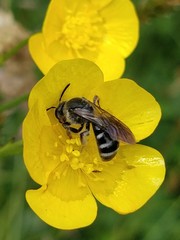 Lasioglossum sexnotatum
