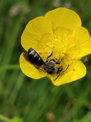 Lasioglossum sexnotatum