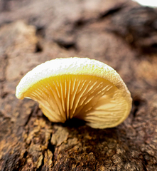 Crepidotus eucalyptorum