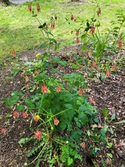 Aquilegia canadensis