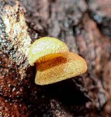 Crepidotus eucalyptorum