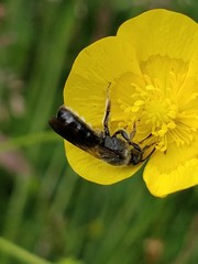 Lasioglossum sexnotatum