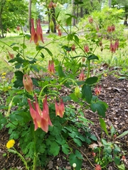 Aquilegia canadensis