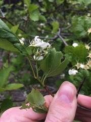 Crataegus acutifolia