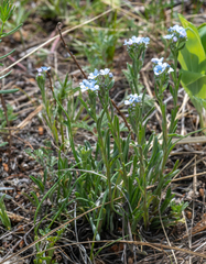 Eritrichium pectinatum