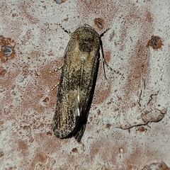 Plagiomimicus navia