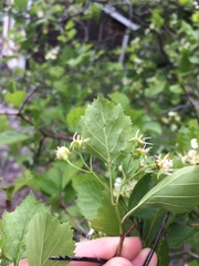 Crataegus acutifolia