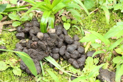 Muntiacus reevesi