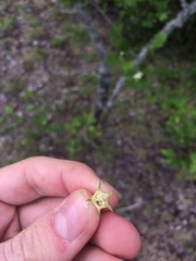 Crataegus acutifolia