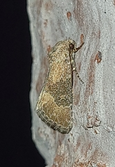 Plagiomimicus navia