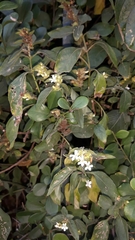 Phaulopsis imbricata