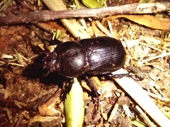 Eophileurus chinensis chinensis