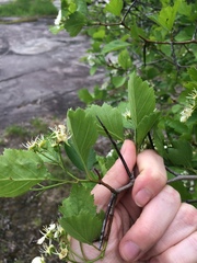 Crataegus acutifolia