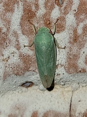 Hamana