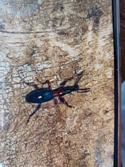 Cylas formicarius