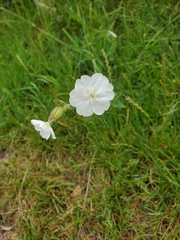 Silene latifolia