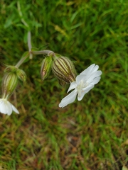 Silene latifolia