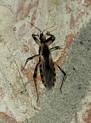 Oncocephalus nubilus