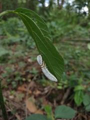 Hemicephalis